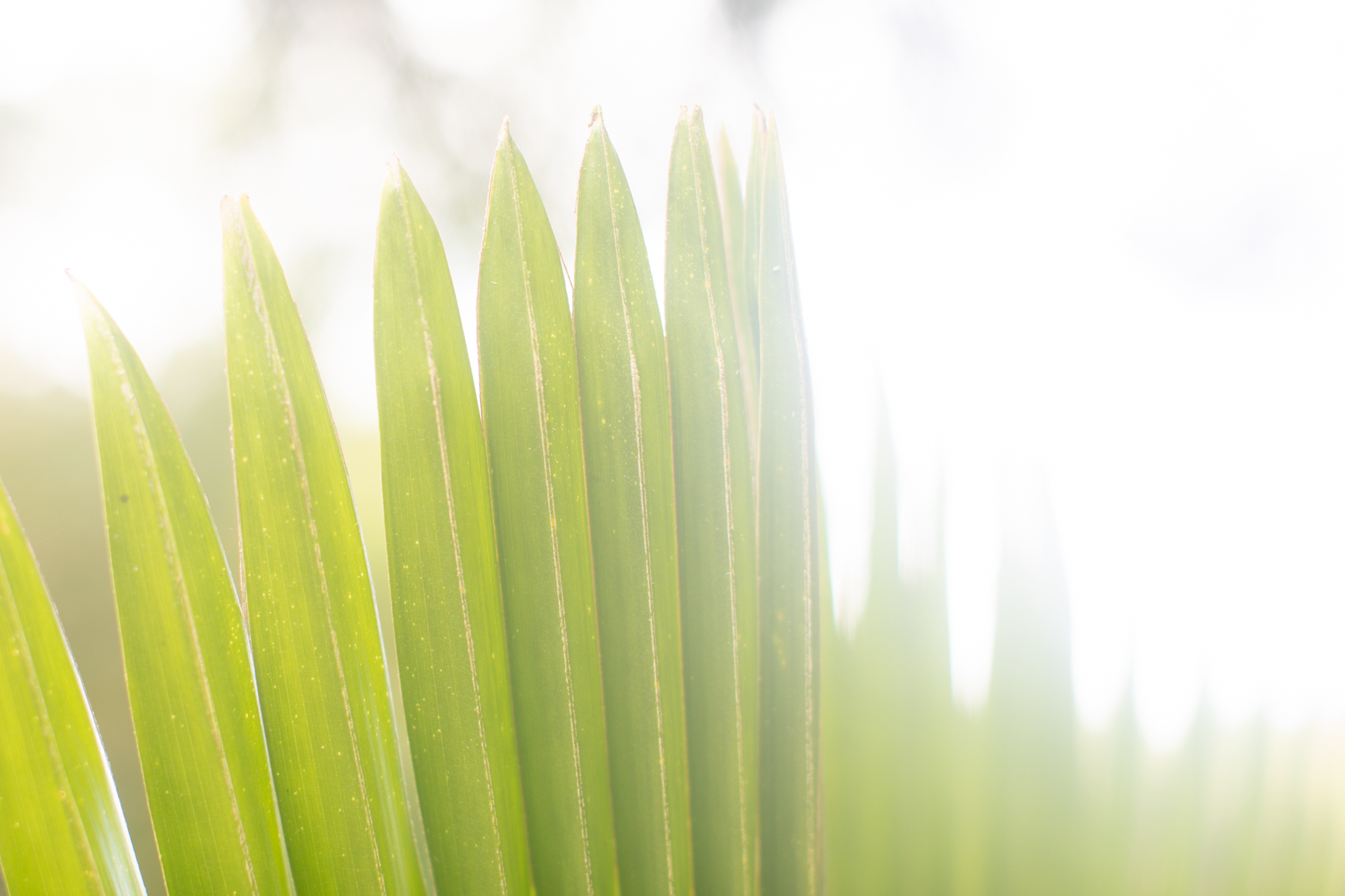 30-kelsey-floyd-maui-hawaii-wellness-palm-fronds-high-key-marketing-photography