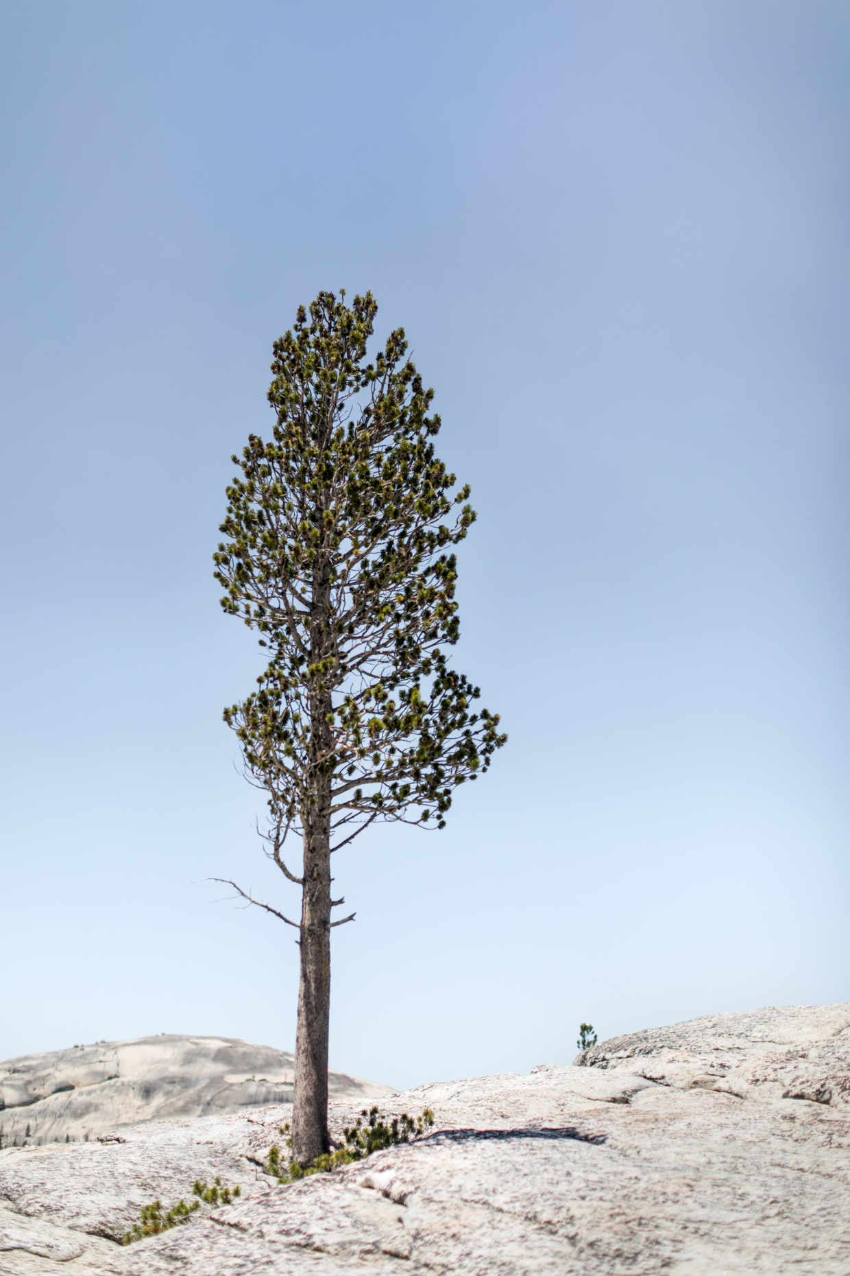 36-kelsey-floyd-yosemite-national-park-tree-wellness-marketing-photographer