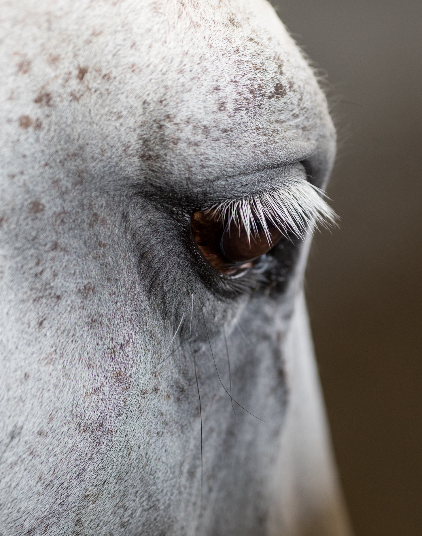 48-kelsey-floyd-horse-abstract-fine-art-san-francisco-bay-area-photographer