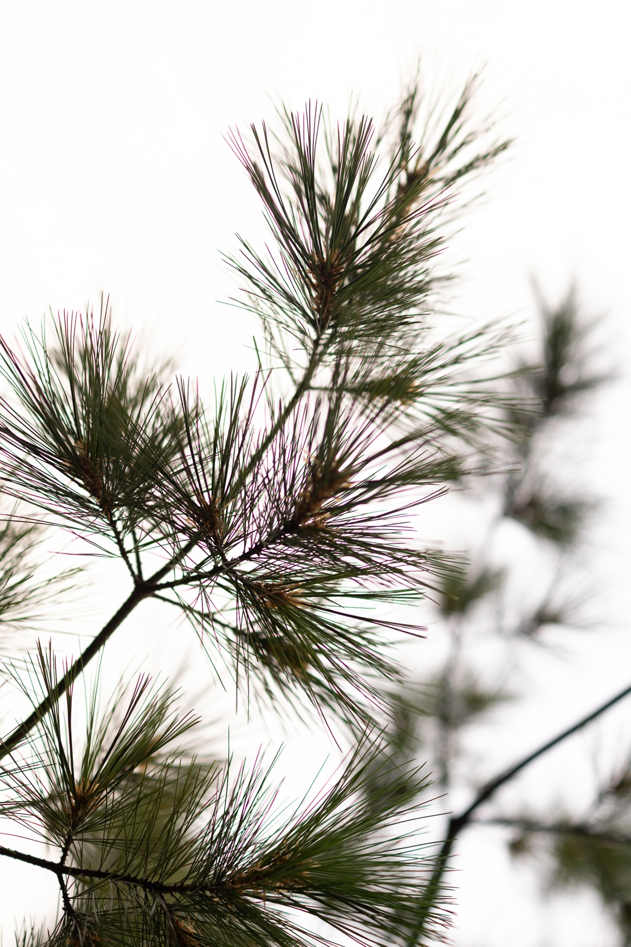 kelsey-floyd-active-332